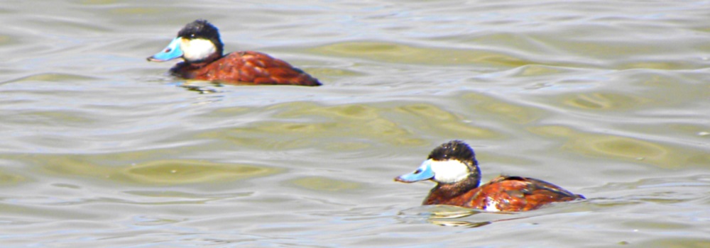 Inland Water Swimming BirdsRuddy Duck