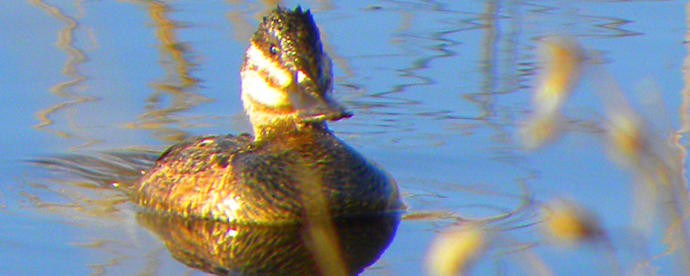 Inland Water Swimming BirdsRuddy Duck