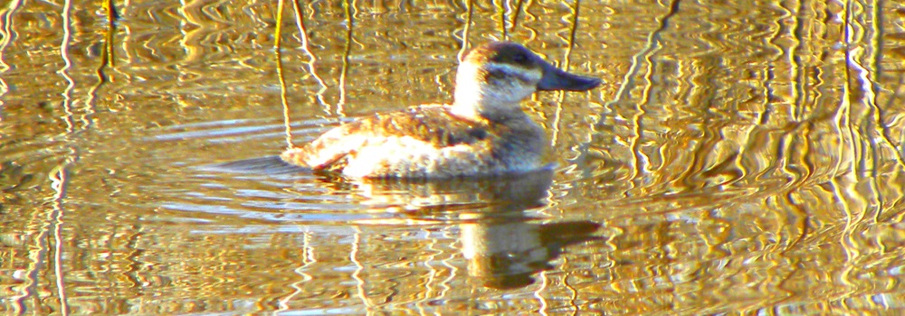 Inland Water Swimming BirdsRuddy Duck