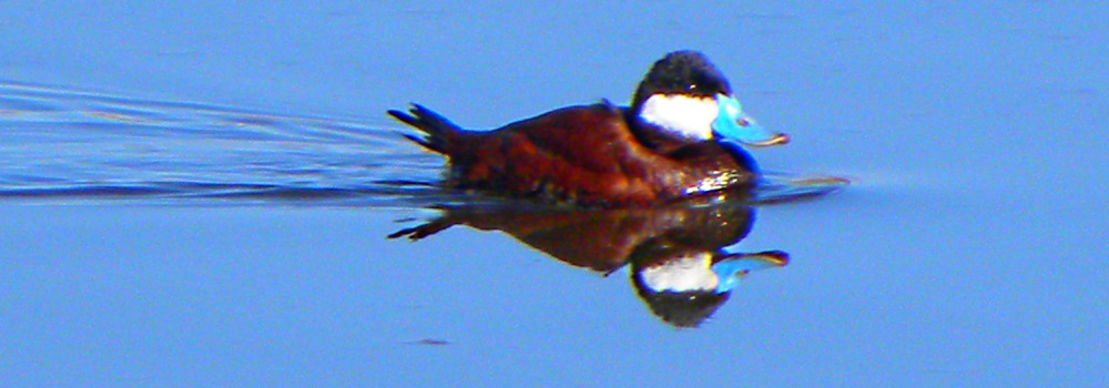 Inland Water Swimming BirdsRuddy Duck