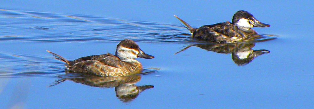 Inland Water Swimming BirdsRuddy Duck