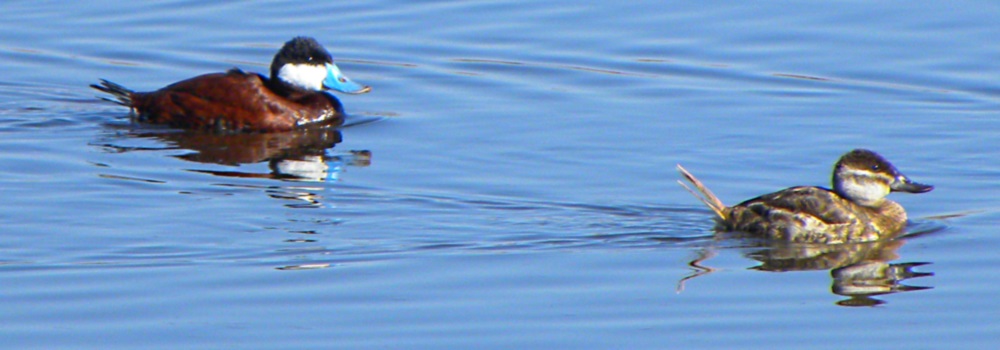 Inland Water Swimming BirdsRuddy Duck