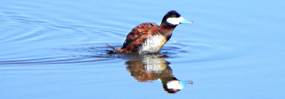 Inland Water Swimming BirdsRuddy Duck