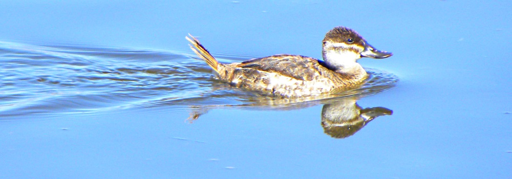 Inland Water Swimming BirdsRuddy Duck
