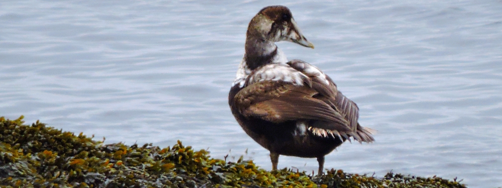 Inland Water Swimming BirdsCommon Elder