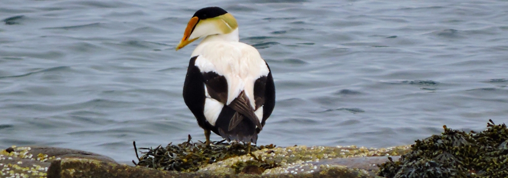 Inland Water Swimming BirdsCommon Elder