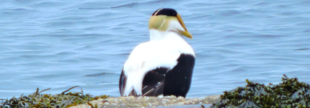 Inland Water Swimming BirdsCommon Elder