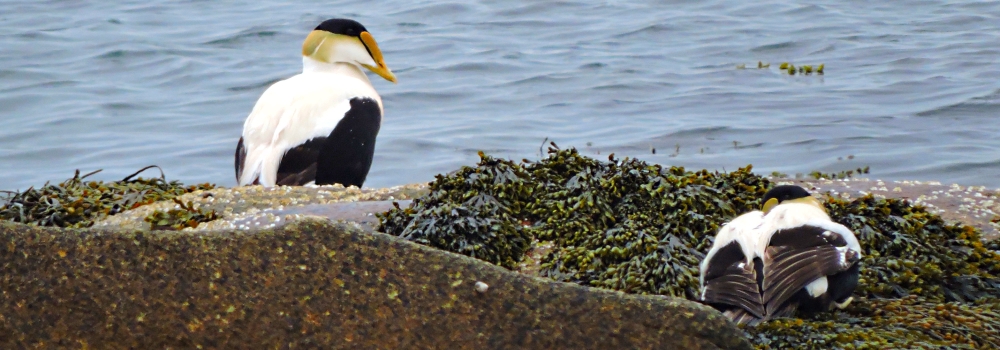 Inland Water Swimming BirdsCommon Elder