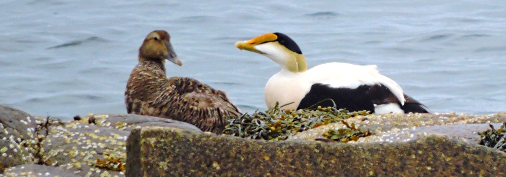 Inland Water Swimming BirdsCommon Elder