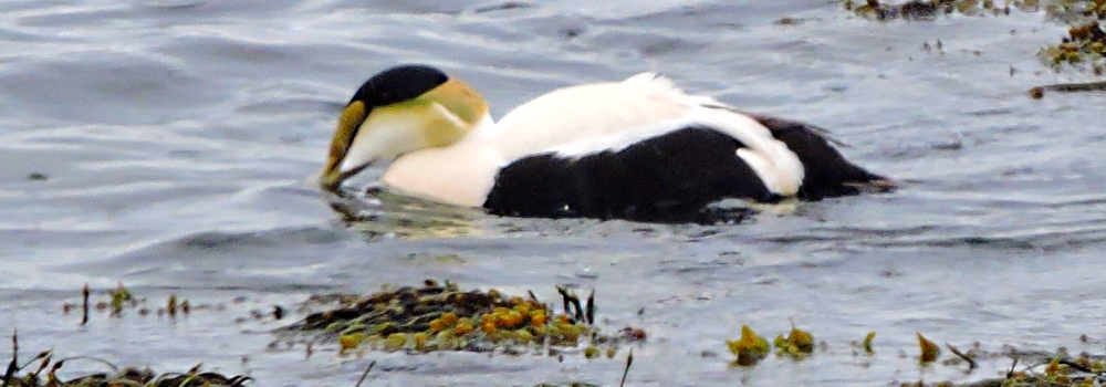Inland Water Swimming BirdsCommon Elder