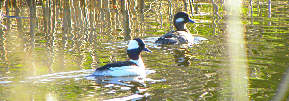 Inland Water Swimming BirdsBufflehead