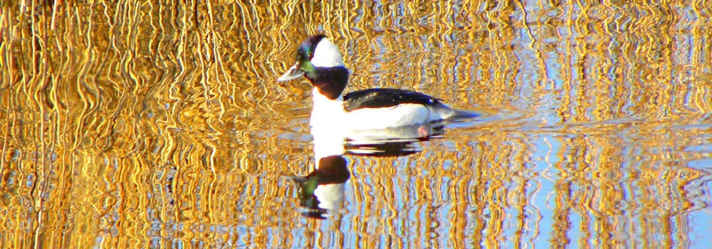 Inland Water Swimming BirdsBufflehead