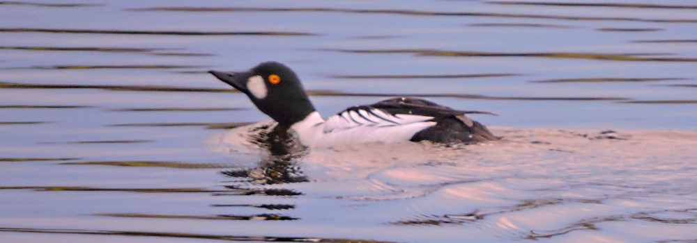 Inland Water Swimming BirdsCommon Goldeneye