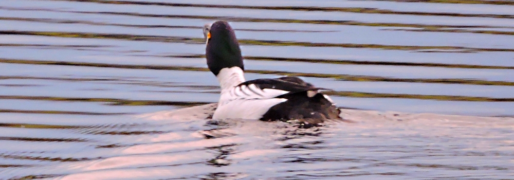 Inland Water Swimming BirdsCommon Goldeneye
