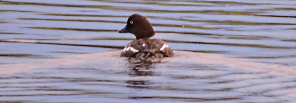 Inland Water Swimming BirdsCommon Goldeneye