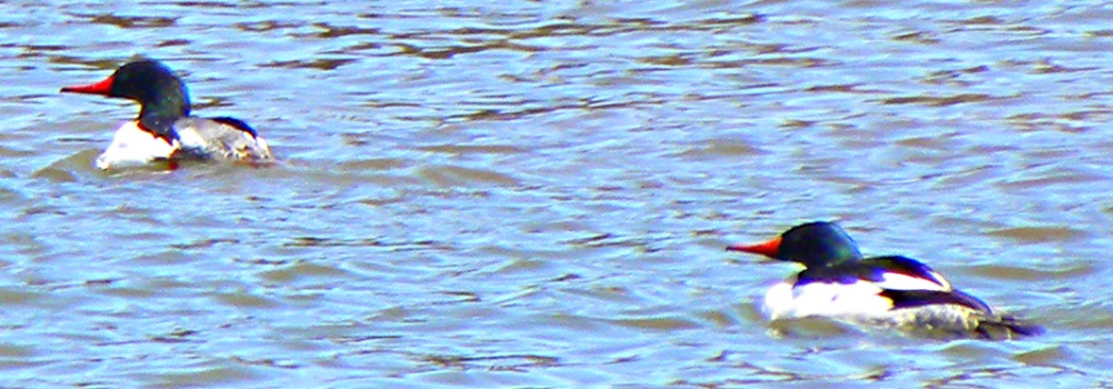 Inland Water Swimming BirdsCommon Merganser