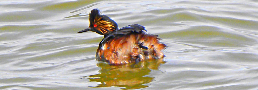 Inland Water Swimming BirdsEared Grebe