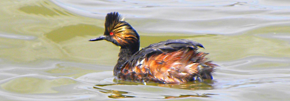 Inland Water Swimming BirdsEared Grebe