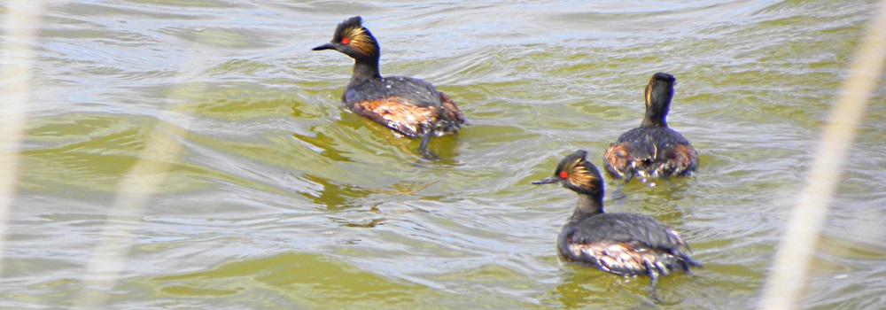 Inland Water Swimming BirdsEared Grebe