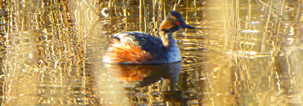 Inland Water Swimming BirdsEared Grebe