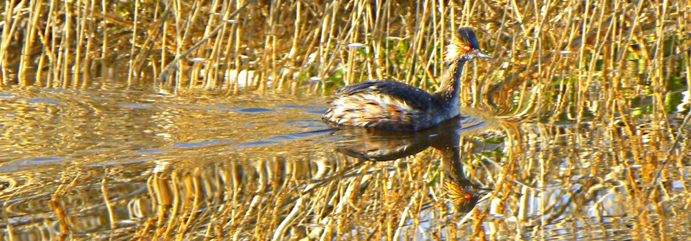 Inland Water Swimming BirdsEared Grebe