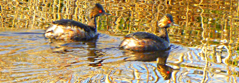 Inland Water Swimming BirdsEared Grebe
