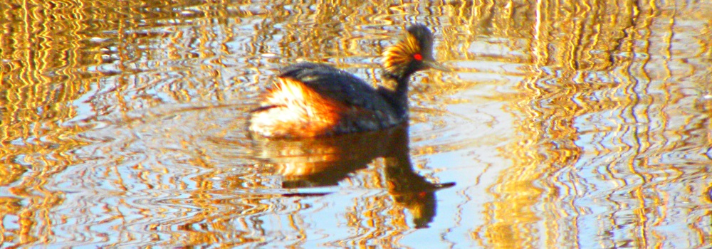 Inland Water Swimming BirdsEared Grebe