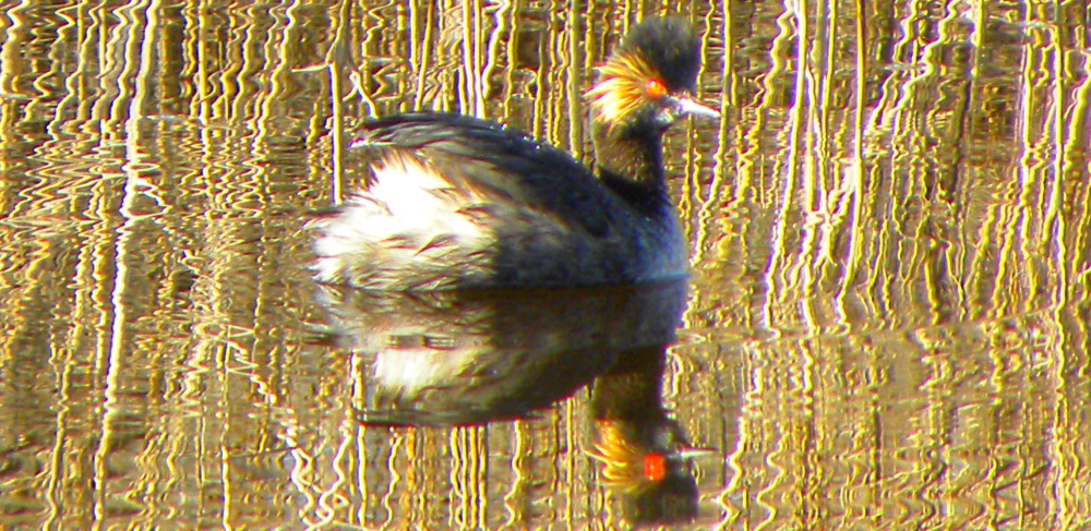 Inland Water Swimming BirdsEared Grebe