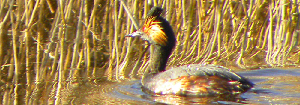 Inland Water Swimming BirdsEared Grebe