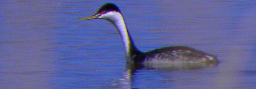 Inland Water Swimming BirdsWestern Grebe