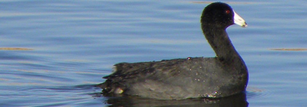 Inland Water Swimming BirdsCoot