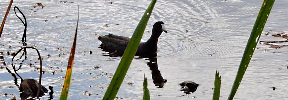 Inland Water Swimming BirdsThe Coot