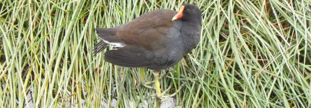 Inland Water Swimming BirdsMoorhen