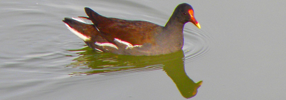 Inland Water Swimming BirdsMoorhen