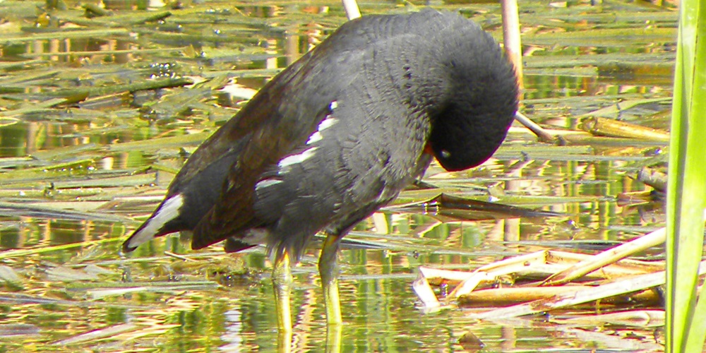 Inland Water Swimming BirdsMoorhen