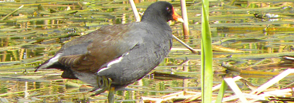 Inland Water Swimming BirdsMoorhen