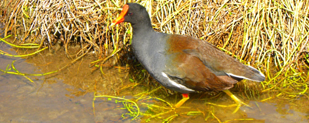Inland Water Swimming BirdsMoorhen