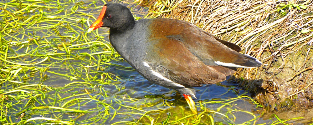 Inland Water Swimming BirdsMoorhen