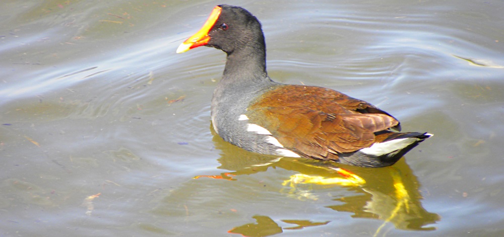 Inland Water Swimming BirdsMoorhen