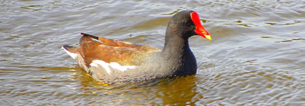 Inland Water Swimming BirdsMoorhen