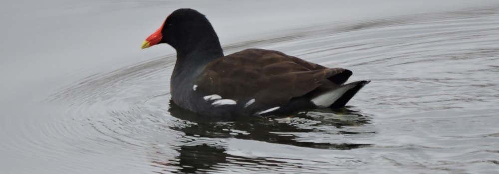 Inland Water Swimming BirdsMoorhen