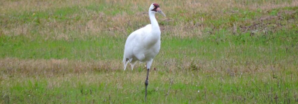 Inland Water Wading BirdsWhooping Crane