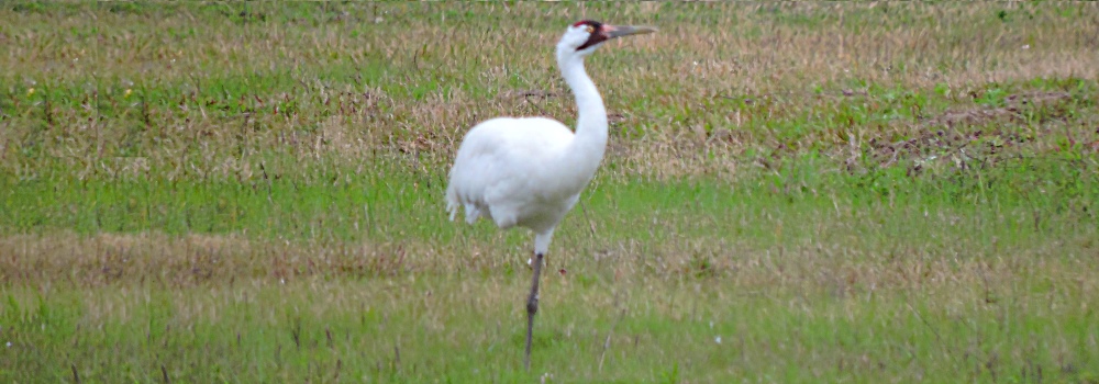Inland Water Wading BirdsWhooping Crane
