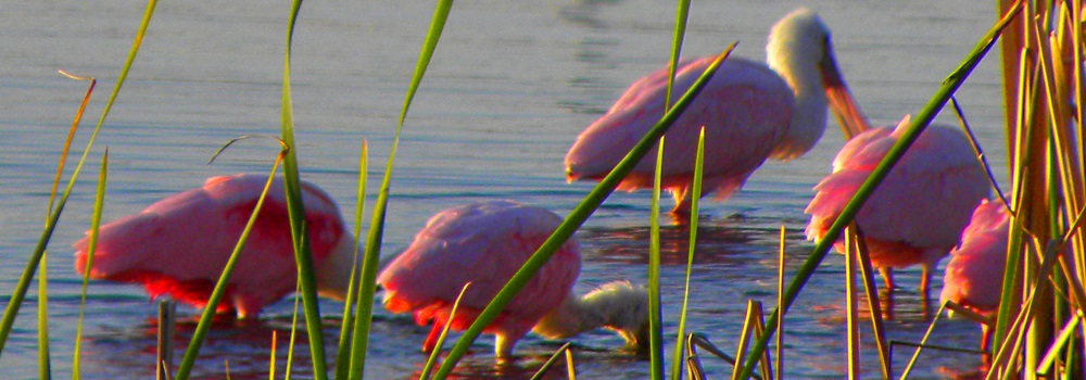 Inland Water Wading BirdsRoseate Spoonbill