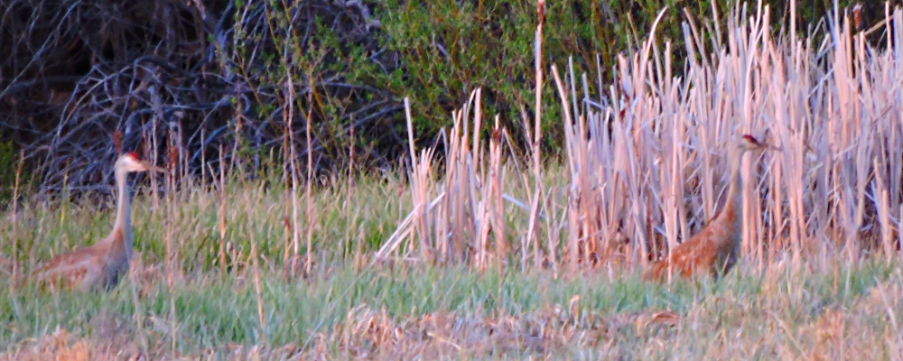 Inland Water Wading BirdsSandhill Crane