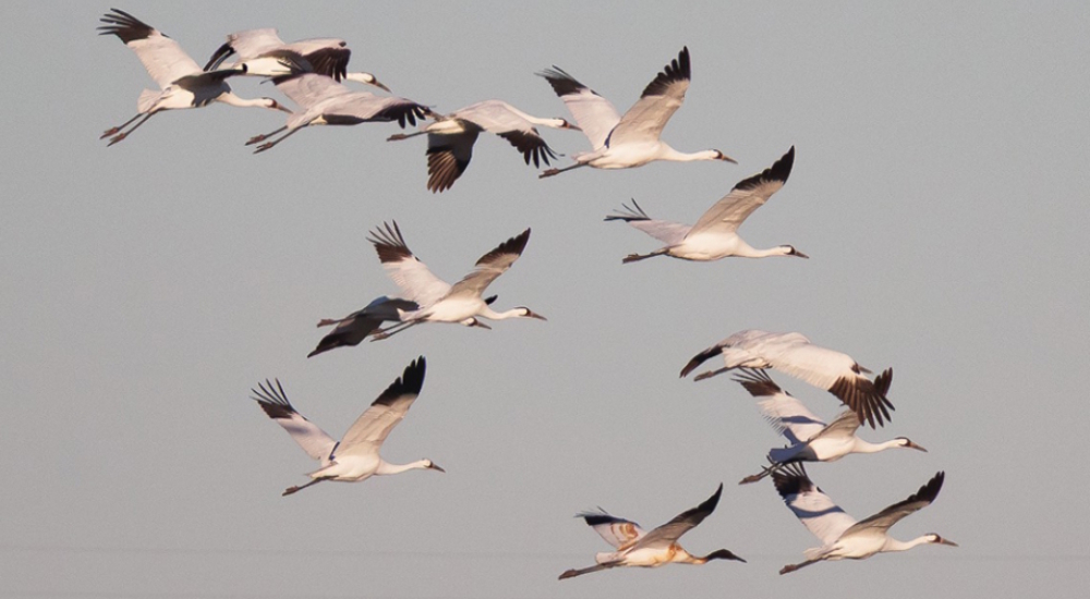 Inland Water Wading BirdsSandhill Crane