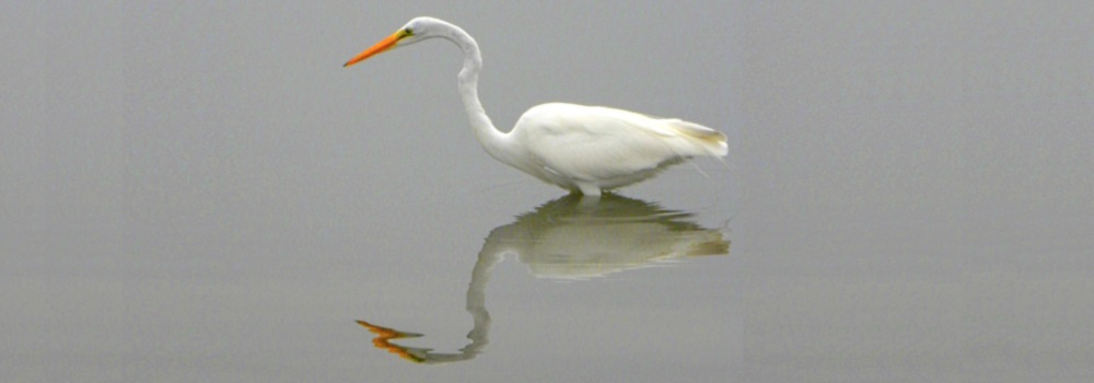 Inland Water Wading BirdsGreat Egret