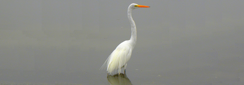 Inland Water Wading BirdsGreat Egret