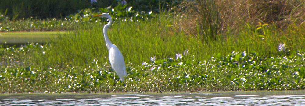 Inland Water Wading BirdsGreat Egret