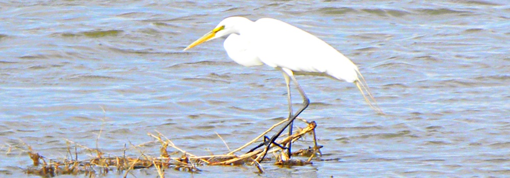 Inland Water Wading BirdsGreat Egret